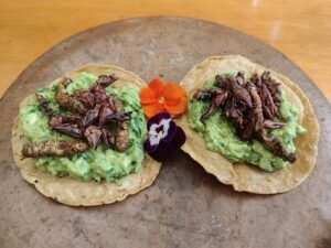 メキシコ料理のイナゴのトスタダス