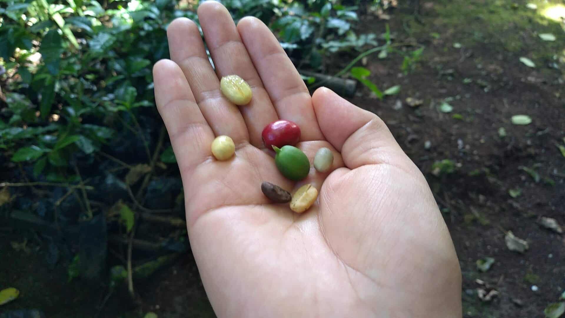 Cafe cuetzalan | ã¡ãã·ã³ã®ãã©ã€ããŒããã¢ãŒ | MCT ã¡ãã·ã³ã®ãã©ã¯ã«ã¹ã«ããã³ãŒããŒèŸ²å