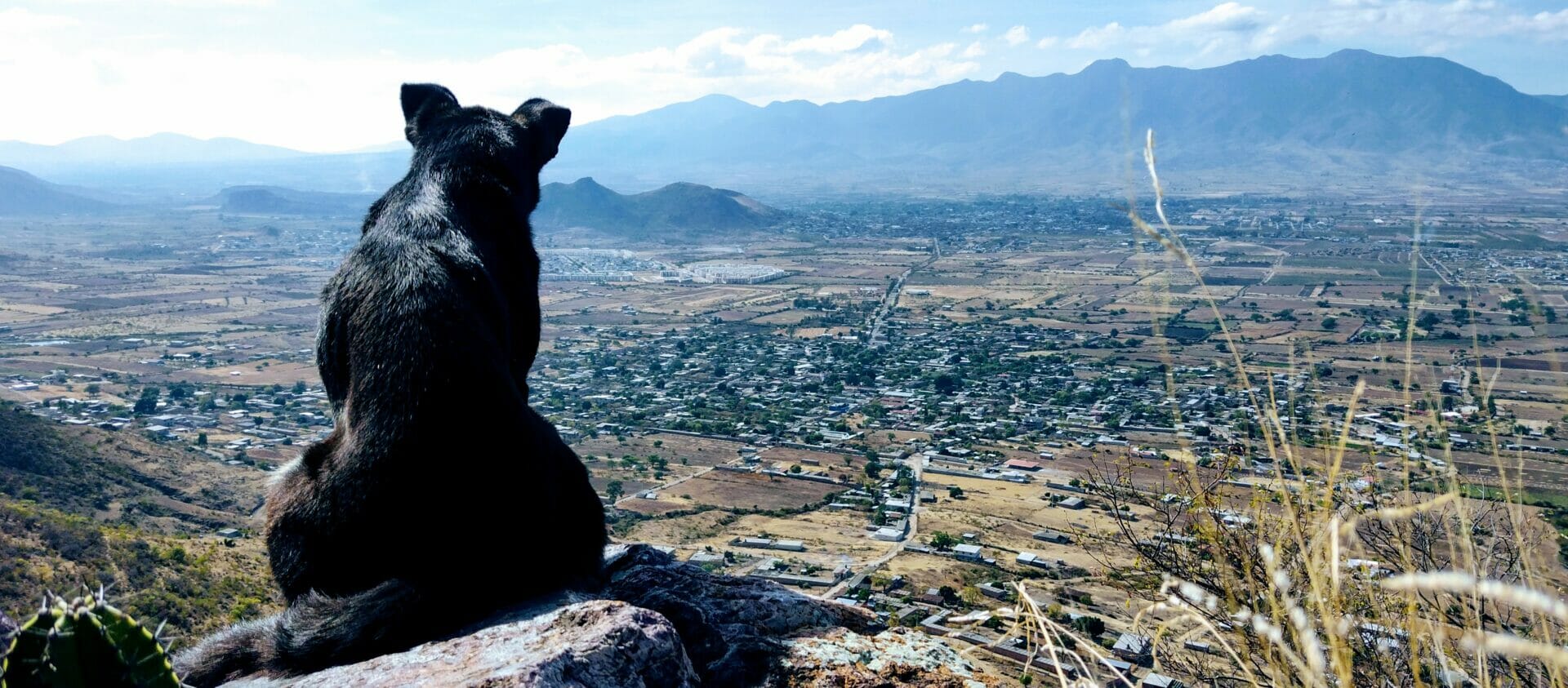 A black dog looks out over the Oaxaca Valley