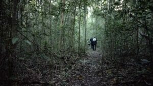 メキシコの観光ガイド岩﨑功がカラクムルのジャングルでガイドをしている