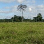 マヤの神聖な木セイバが草原に聳え立つ