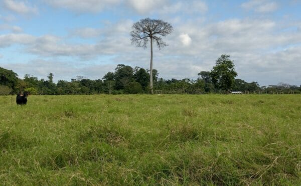 マヤの神聖な木セイバが草原に聳え立つ