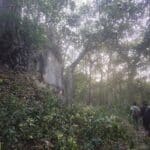 密林の中にあるマヤ遺跡