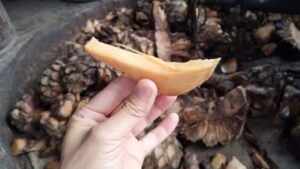 メキシコのオアハカにあるメスカル蔵