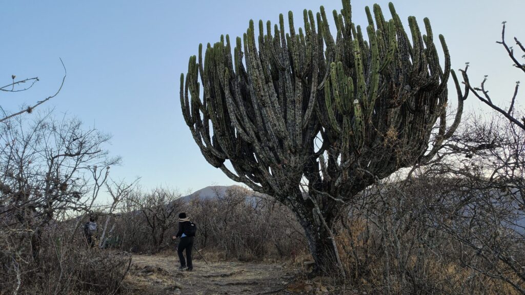 メキシコのオアハカにある巨大サボテン